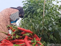 Jurus BUMN Geber Produksi Petani Cabai-Bawang