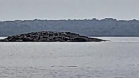 Sebuah Pulau Muncul di Kepulauan Tanimbar Maluku Usai Gempa M 7,5