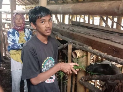 Tak Mau Bergantung dari Mencari Batu, Keluarga Bu Enung Mulai Berternak Domba