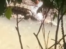 Buaya 3 Meter di Mamuju Muncul Dekat Permukiman, Warga Lapor BKSDA
