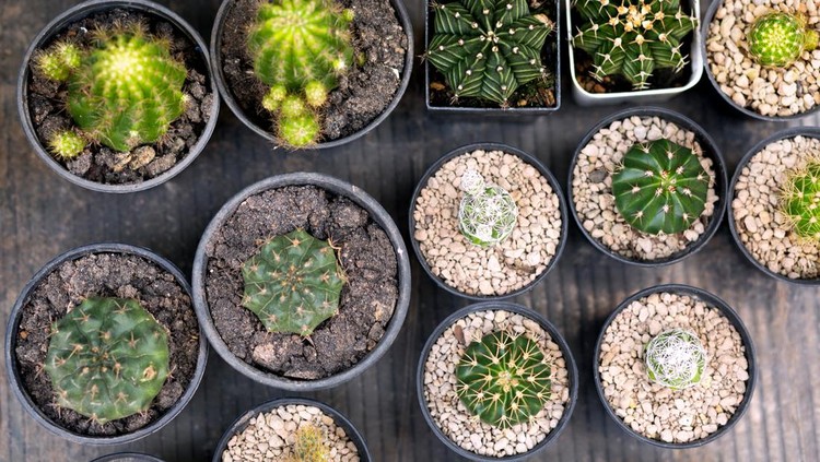 Directly above selection of small cactus plants