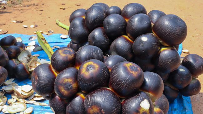 Tak hanya menyegarkan, buah lontar juga memiliki aneka khasiat untuk tubuh. Apa saja manfaat buah lontar untuk kesehatan?