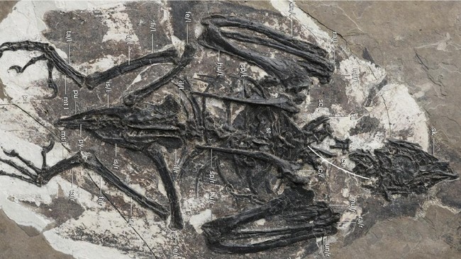 Fosil burung purba yang ditemukan di China mengejutkan para ahli karena tulangnya mirip T-Rex.