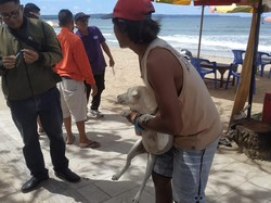 Relokasi Anjing Liar di Legian Butuh Waktu Sepekan