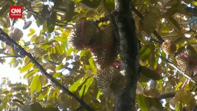 VIDEO: Manisnya Rasa Dan Cuan Buah Durian Wonosalam
