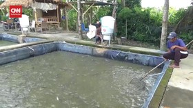 VIDEO: Cuan Puluhan Juta Sehari dari Beternak Ikan Lele di Bali