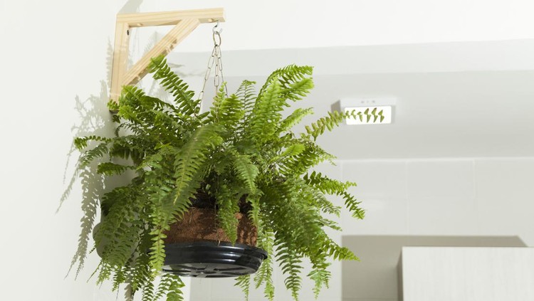Fern hanging on the living room wall. Copy space. Fern concept. Plants concept.