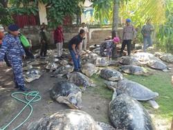 Kronologi Penggagalan Penyelundupan 43 Penyu di Perairan Jembrana