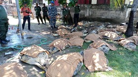 Puluhan Penyu Hijau Berukuran Besar Diselundupkan ke Bali