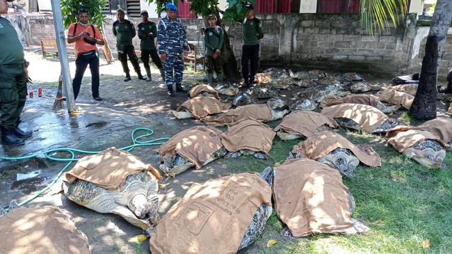 Puluhan Penyu Hijau Berukuran Besar Diselundupkan ke Bali Kasi BKSDA Bali mengatakan jajaran TNI AL berhasil menggagalkan penyelundupan 43 penyu hijau berukuran besar di Perairan Klatakan, Jembrana, Bali.