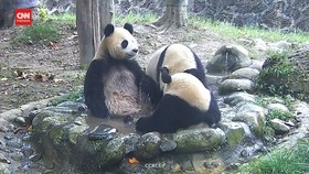 VIDEO: Tingkah Lucu Panda Mandi Air Panas di Musim Dingin