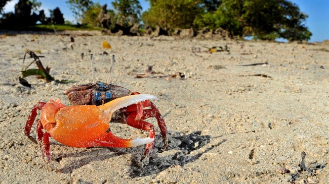 Kepiting fiddler jantan punya metode yang butuh nyali besar dalam menarik dalam menggoda betina. Segila itukah cinta?