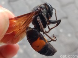 Wanita Lansia di Polman Tewas Disengat Tawon Vespa Saat Bakar Sampah
