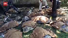 VIDEO: Penampakan Puluhan Penyu Hijau Lolos dari Upaya Penyelundupan