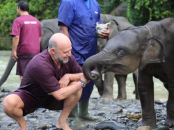 Kabar Baik, Konservasi Gajah Tangkahan Diakui Secara Internasional