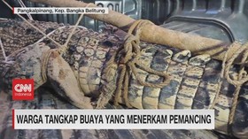 VIDEO: Piton Pemangsa Ayam dan Buaya Penerkam Warga Ditangkap