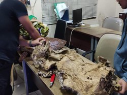 KLHK: Satwa Liar Banyak Didagangkan di Medsos, 97,6 Persen Via FB