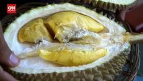 VIDEO: Durian Musang King Vs Durian Bhineka Bawor, Sama Enaknya