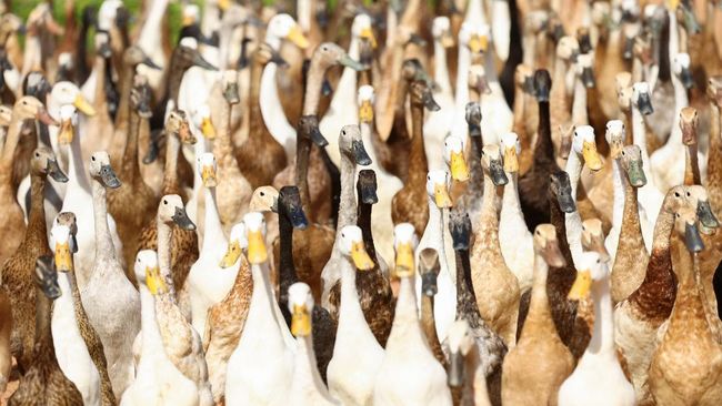Kemenkes telah mendeteksi adanya mutasi Flu Burung di peternakan bebek peking di Kalimantan Selatan.