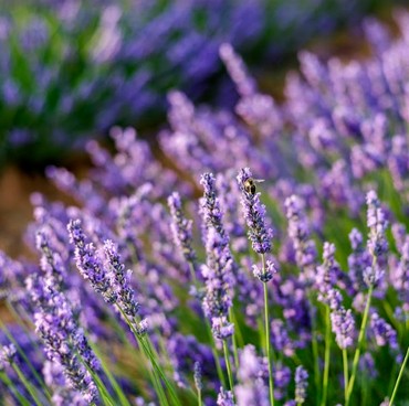 Lavender Mekar di Gurun Pasir Arab Saudi, Begini Kata UAS soal Tanda Kiamat