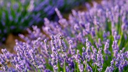 Lavender Mekar di Gurun Pasir Arab Saudi, Begini Kata UAS soal Tanda Kiamat