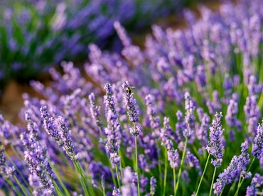 img-title Lavender Mekar di Gurun Pasir Arab Saudi, Begini Kata UAS soal Tanda Kiamat