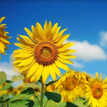 Hindari 5 Tanaman Ini Jika Tak Ingin Banyak Tikus Datang ke Rumah