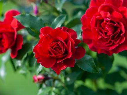 4 Fakta Bunga Mawar Jadi Simbol Cinta dan Kasih Sayang di Hari Valentine