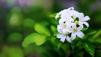 Mengenal 3 Bunga Nasional Indonesia yang Cantik dan Unik, Bunda Punya di Rumah?
