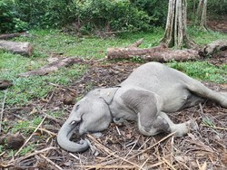 Kabar Duka, Gajah Damar Mati Terserang Virus di Riau