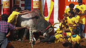 FOTO: Tradisi Bertaruh Nyawa Taklukkan Banteng di India