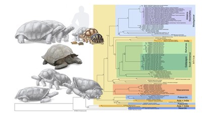 img-title Astrochelys Rogerbouri, Spesies Baru Kura-kura 'Rakus' Madagaskar