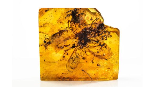 Flowers Trapped in Sap for 40 Million Years, Experts Reveal Amazing Facts