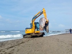 Tubuh Hancur, Operator Alat Berat Kesulitan Kubur Bangkai Paus di Munggu