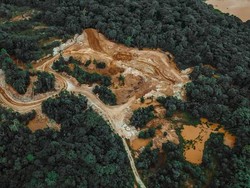 Parah, Pembabatan Hutan Indonesia Meningkat Tajam Tahun 2023