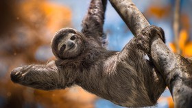 Kenapa Gerak Sloth Lambat Banget?