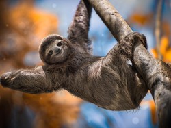 6 Hewan Paling Lambat di Dunia, Tempuh Sepuluh Meter dalam Satu Jam
