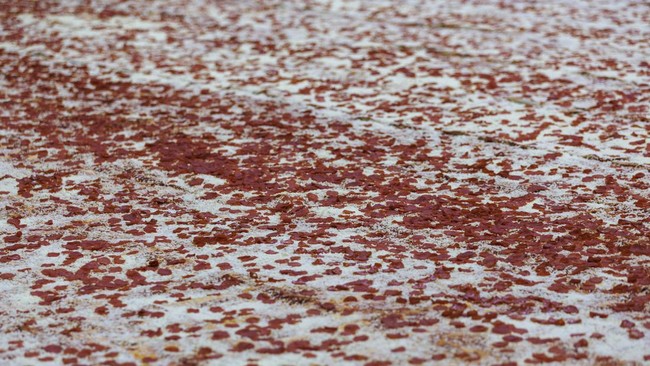 FOTO: Menengok Pembuatan Pizza Terbesar di Dunia