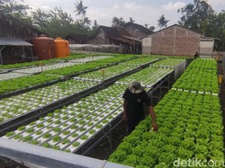 Lulusan SMP Sukses Bikin Ladang Hidroponik di Semarang, Sehari Panen 100 Kg