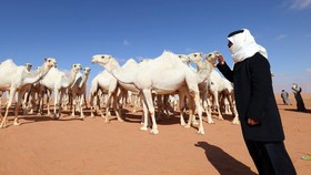Saudi Larang Karyawan Bekerja di Bawah Terik Matahari, Ada Apa?