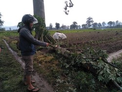 Berteduh Usai Cari Rumput, Petani Kediri Tewas Tertimpa Dahan Pohon Randu