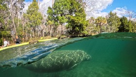 FOTO: Sapi Laut Florida di Ambang Kepunahan
