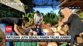VIDEO: Ratusan Juta Sekali Panen Talas Jumbo