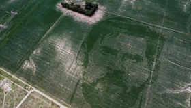 Viral Petani Buat Pola Wajah Messi di Ladang Jagung