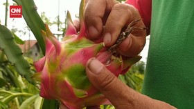 VIDEO: Cuan Petani Buah Naga Meroket Jelang Imlek