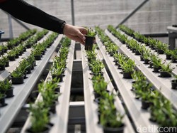 Konsep Smart Farming Saat Debat Cawapres, Pakar: Dorong Anak Muda Balik Bertani