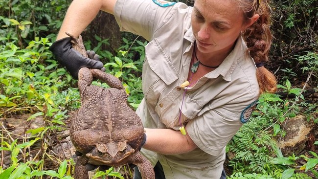 Kodok jumbo yang diberi nama Toadzilla memecahkan rekor dunia sebagai kodok terberat yakni 2,7 kilogram.