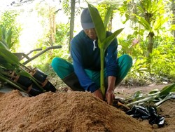 Tanaman Heliconia Paling Diburu Pengelola Hotel untuk Menghias Taman