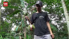 VIDEO: Durian Lato-lato, Bentuknya Kecil, Rasanya Legit Nan Nikmat