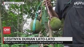 VIDEO: Legitnya Durian Lato-Lato